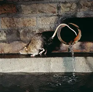 Underground Prints: Rat By pipe in sewer
