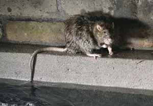 Underground Prints: Rat In Sewer