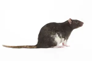 Rat - in studio