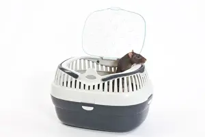Equipment Prints: Rat - in studio in carrying / travel basket