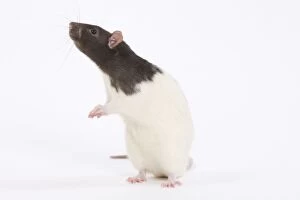 Images Dated 11th October 2009: Rat - in studio on hind legs