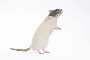 Images Dated 11th October 2009: Rat - in studio on hind legs
