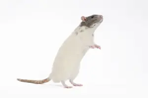 Rat - in studio on hind legs