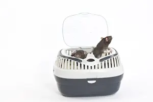 Rats - two in studio in carrying / travel basket