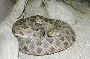 Images Dated 22nd December 2005: Rattleless Rattlesnake - Poisonous from Isla Santa Catalina, California, USA