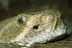 Rattlesnakes Prints: Rattlesnake - head showing nostril & heat sensitive pit