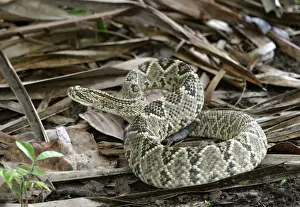 Rattlesnake. Llanos. Hato El Frio. Venezuela sub-species C. d. durissus or C. d. cumanensis