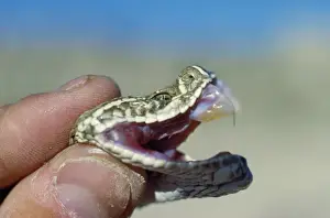 Fangs Prints: Rattlesnake - showing fangs