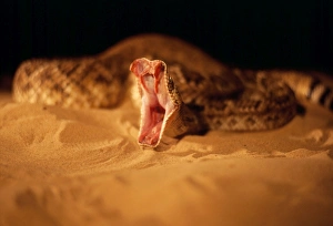 Rattlesnakes Collection: Rattlesnake - stretching jaws North America