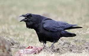 Raven - calling - on field - feeding on carrion