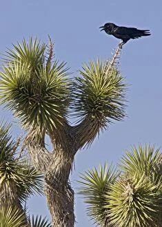 Raven - calling from Joshua Tree (Yucca brevifolia)