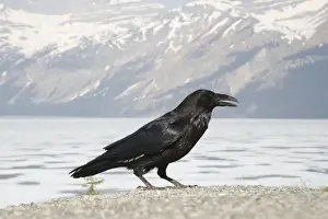 Raven Prints: Raven - Canadian Rocky Mountains - Alberta, Canada BI018571