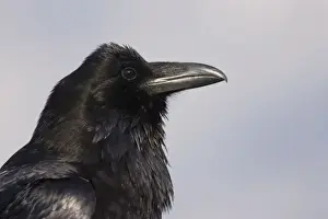 Raven - Canadian Rocky Mountains Alberta, Canada BI018567