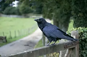 Raven Prints: Raven CK-2878 Standing on gate Corvus corax © Chris Knights / ARDEA LONDON