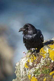 Raven - Cornwall - UK