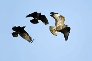 Raven (Corvus corax) - mobbing buzzard (Buteo buteo)