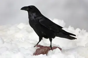 Carcass Prints: Raven - Eating carrion in winter Bavaria, Germany