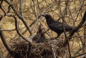 Raven - feeding young in nest