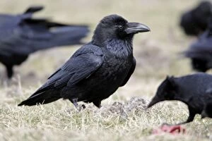 Raven - on field