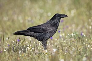 Raven - in field feeding on carrion Castro Verde