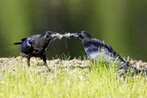Raven - fighting over nest material