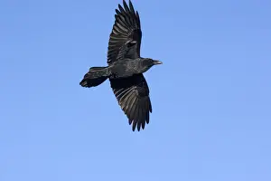 Raven Prints: Raven in flight