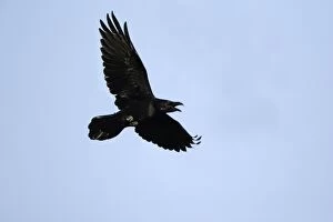 Images Dated 8th September 2005: Raven - In flight, calling Lower Saxony, Germany