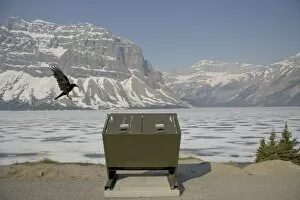 Dustbin Collection: Raven - in flight - looking for food around rubbish bin - Canadian Rocky Mountains - Alberta