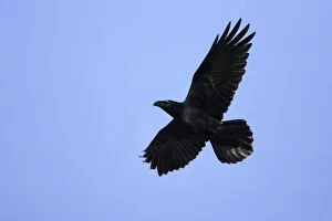 Images Dated 8th September 2005: Raven - In flight Lower Saxony, Germany
