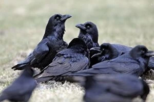 Raven - flock on field feeding