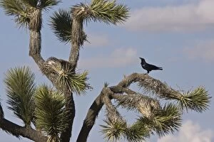 Raven - in Joshua Tree (Yucca brevifolia)