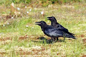 Raven Kuhmo Finland