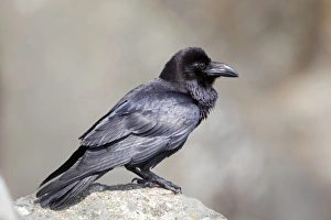 Images Dated 20th April 2009: Raven - Norway