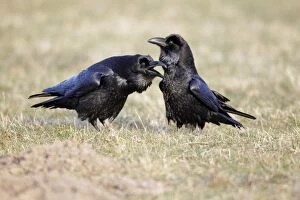 Raven - pair courtship displaying on field