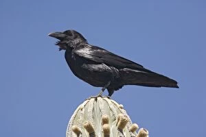Raven on perch