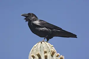 Intelligent Prints: Raven on perch