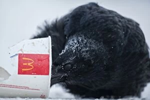 Raven searches for food in a McDonalds cup in winter