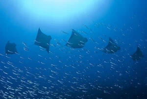 Ampat Gallery: Five rays (Batoidea) swim past baitfish