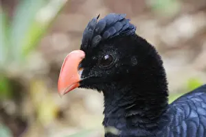 Razor-billed Curassow Manu Wildlife Centre Amazon Peru