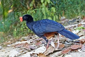 Images Dated 24th August 2014: Razor-billed Curassow formerly treated as a subspecies