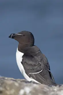 Razorbills Prints: Razorbill