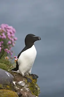 Razorbills Prints: Razorbill Alca torda Fowlsheugh RSPB Reserve Grampian, UK BI010146