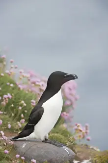Razorbill - On cliff edge Alca torda Fowlsheugh RSPB Reserve Grampian, UK BI010144