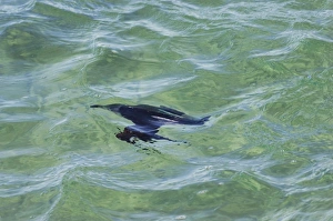 Images Dated 17th November 2006: Razorbill - fishing underwater at sea in winter