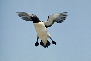Images Dated 20th September 2004: Razorbill In flight