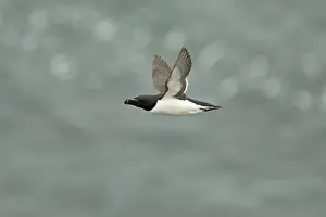 Razorbills Prints: Razorbill - In flight Alca torda Fowlsheugh RSPB Reserve Grampian, UK BI010103