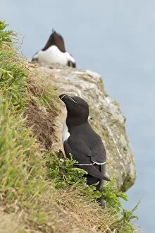 Razorbill - in habitat on cliffs edge - June