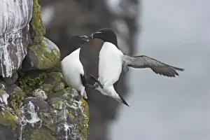 Razorbills Prints: Razorbill - Landing on cliff Alca torda Fowlsheugh RSPB Reserve Grampian, UK BI010112