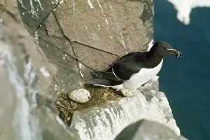 Razorbills Prints: Razorbill - at nest site and egg