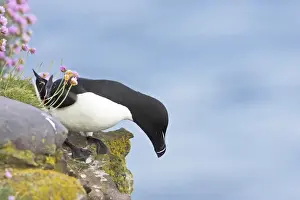 Razorbills Prints: Razorbill - Preparing to leave cliff edge Alca torda Fowlsheugh RSPB Reserve Grampian